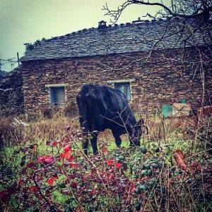 Vaca en la Arren grande